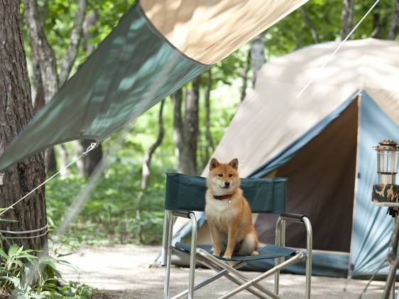 dog in front of a tent