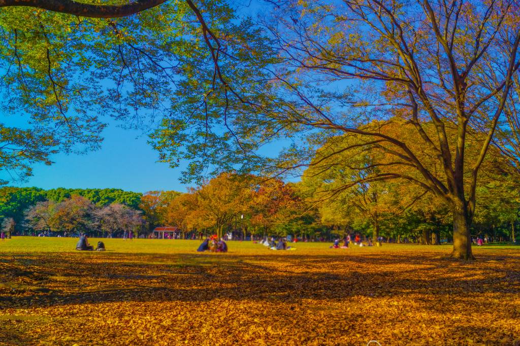 Yoyogi Park with fall leaves