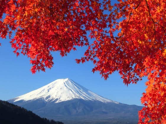 Mount Fuji framed by autumn leaves
