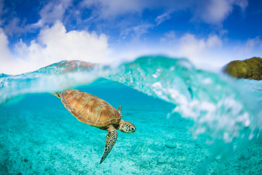 sea turtle in okinawa waters