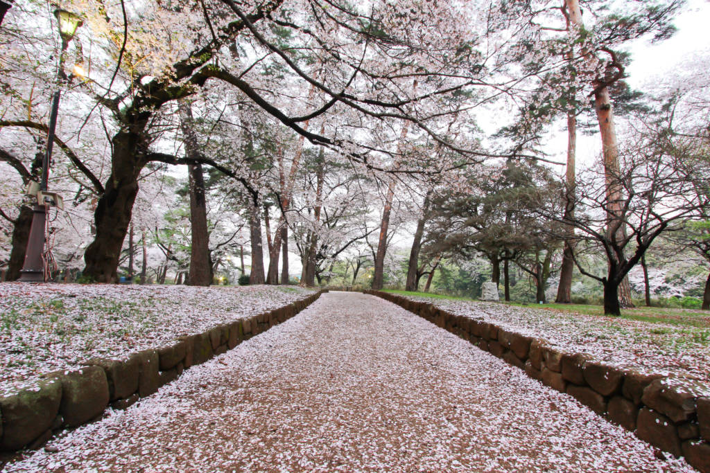 cherry blossom tokyo saitama omiya park sakura