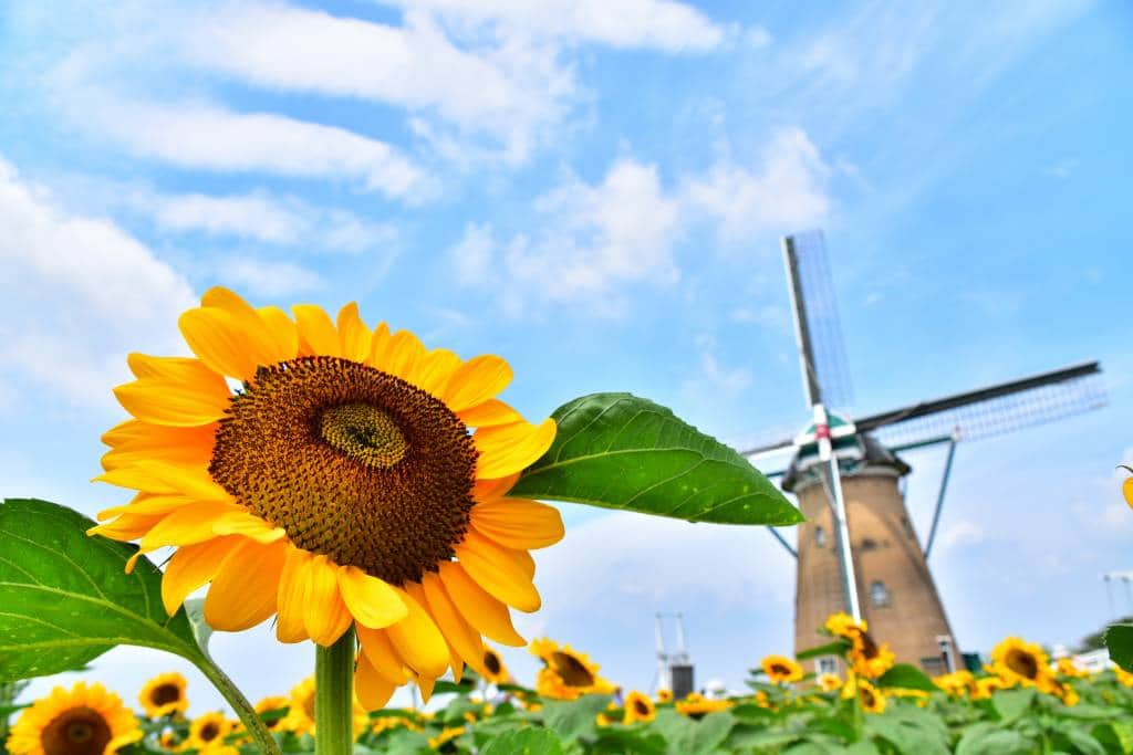 sunflower fields with windmill in the background on a nice spring day at Sakura Furusato Square