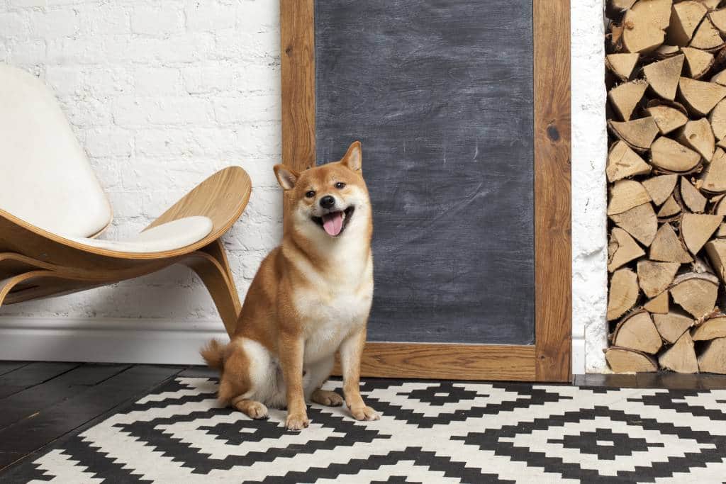 A Shiba Inu dog sitting in a living room